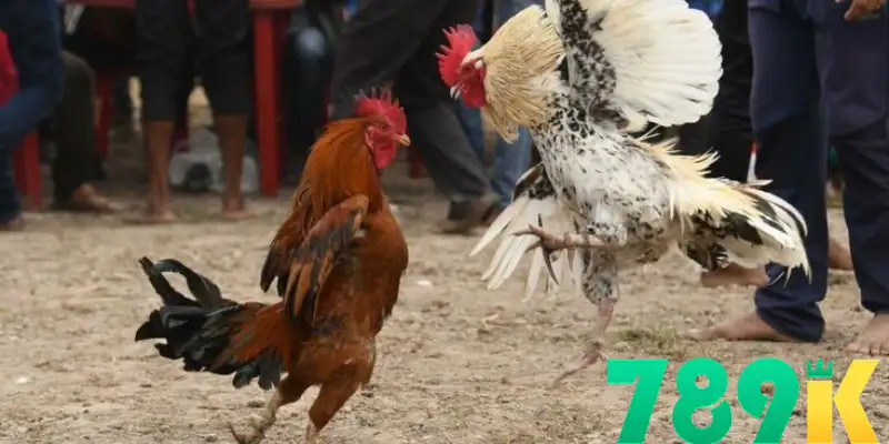 789K vẫn duy trì vị thế là một nền tảng đá gà trực tuyến an toàn